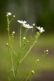Tripleurospermum inodorum
