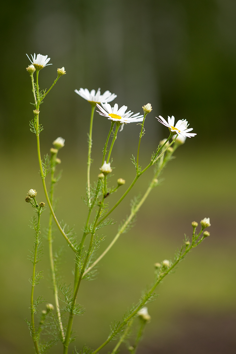 Изображение особи Tripleurospermum inodorum.