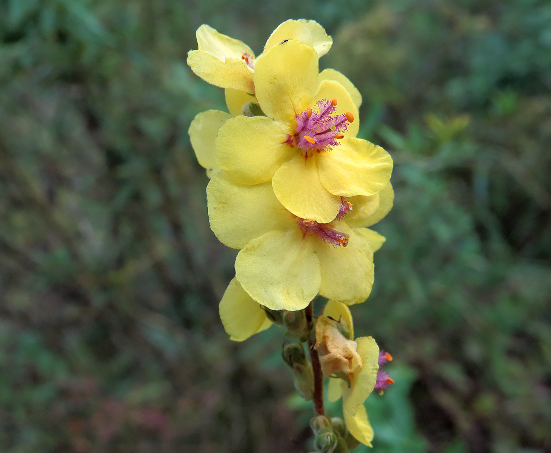 Image of Verbascum nigrum specimen.