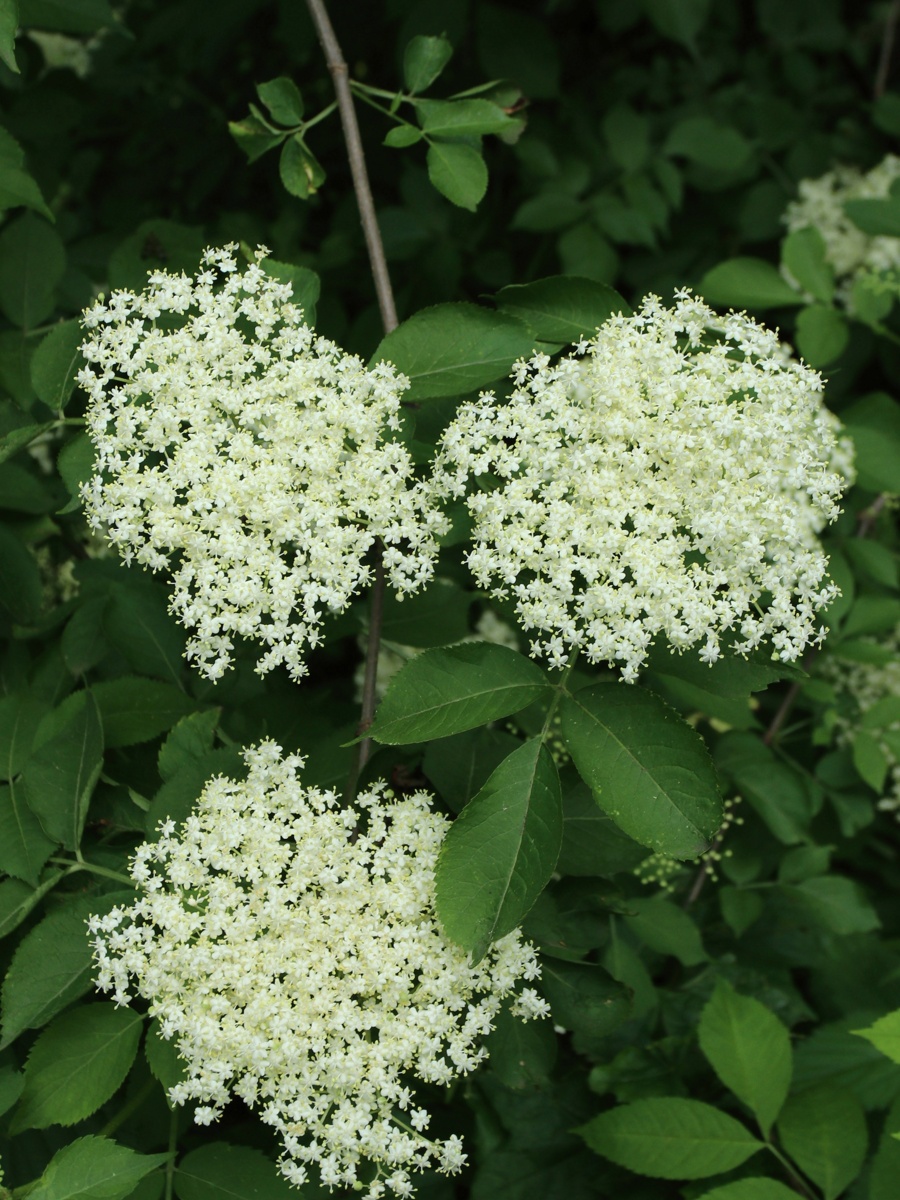 Image of Sambucus racemosa specimen.