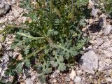 Papaver laevigatum