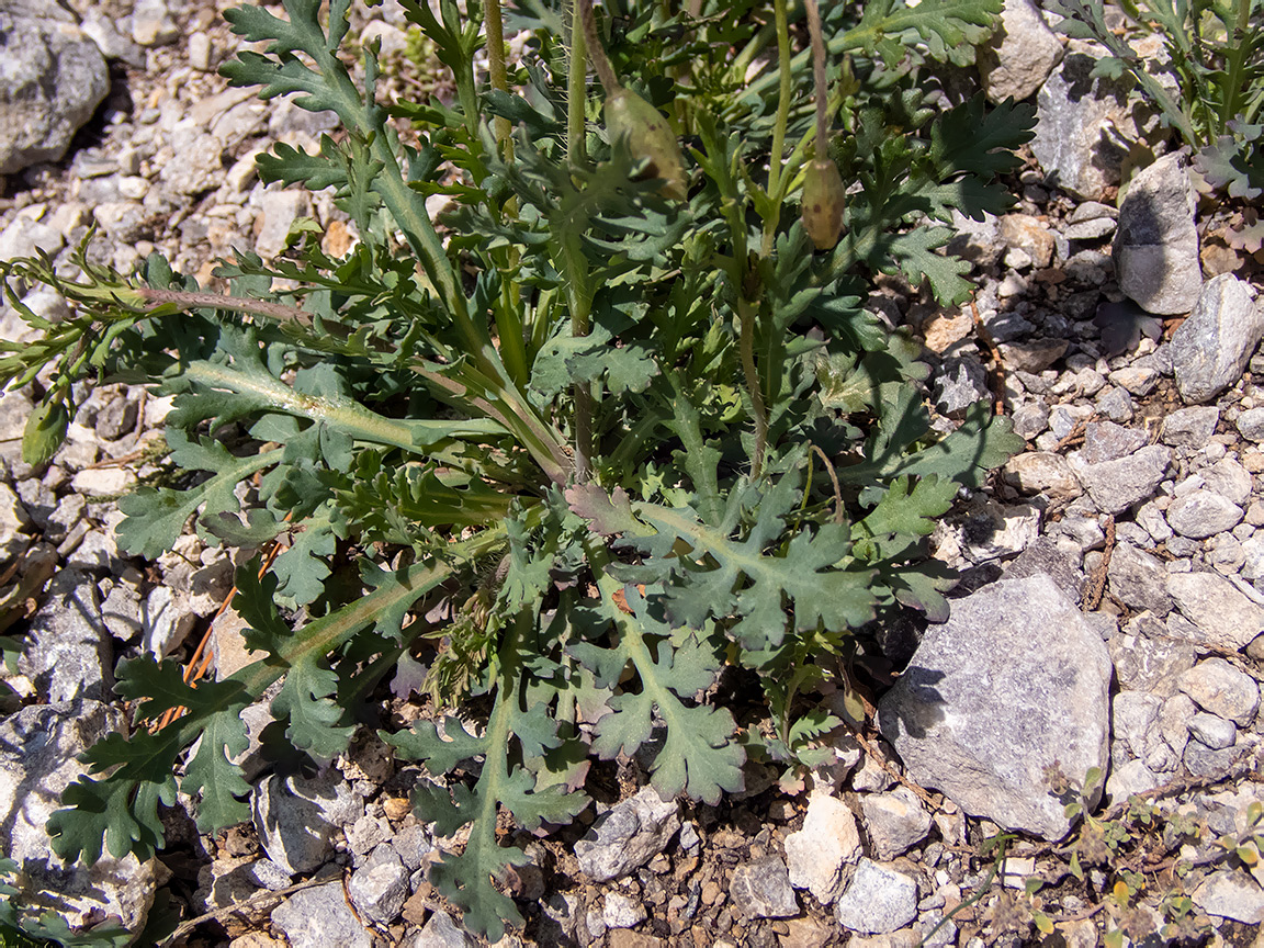 Изображение особи Papaver laevigatum.