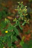 Inula conyza