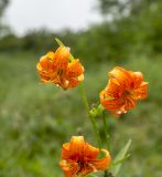 Lilium debile