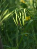 Chelidonium majus