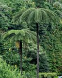 Cyathea cooperi. Взрослые растения. Португалия, Азорские о-ва, о-в Сан-Мигел, р-н Ашада, подножие холма. 12.08.2025.