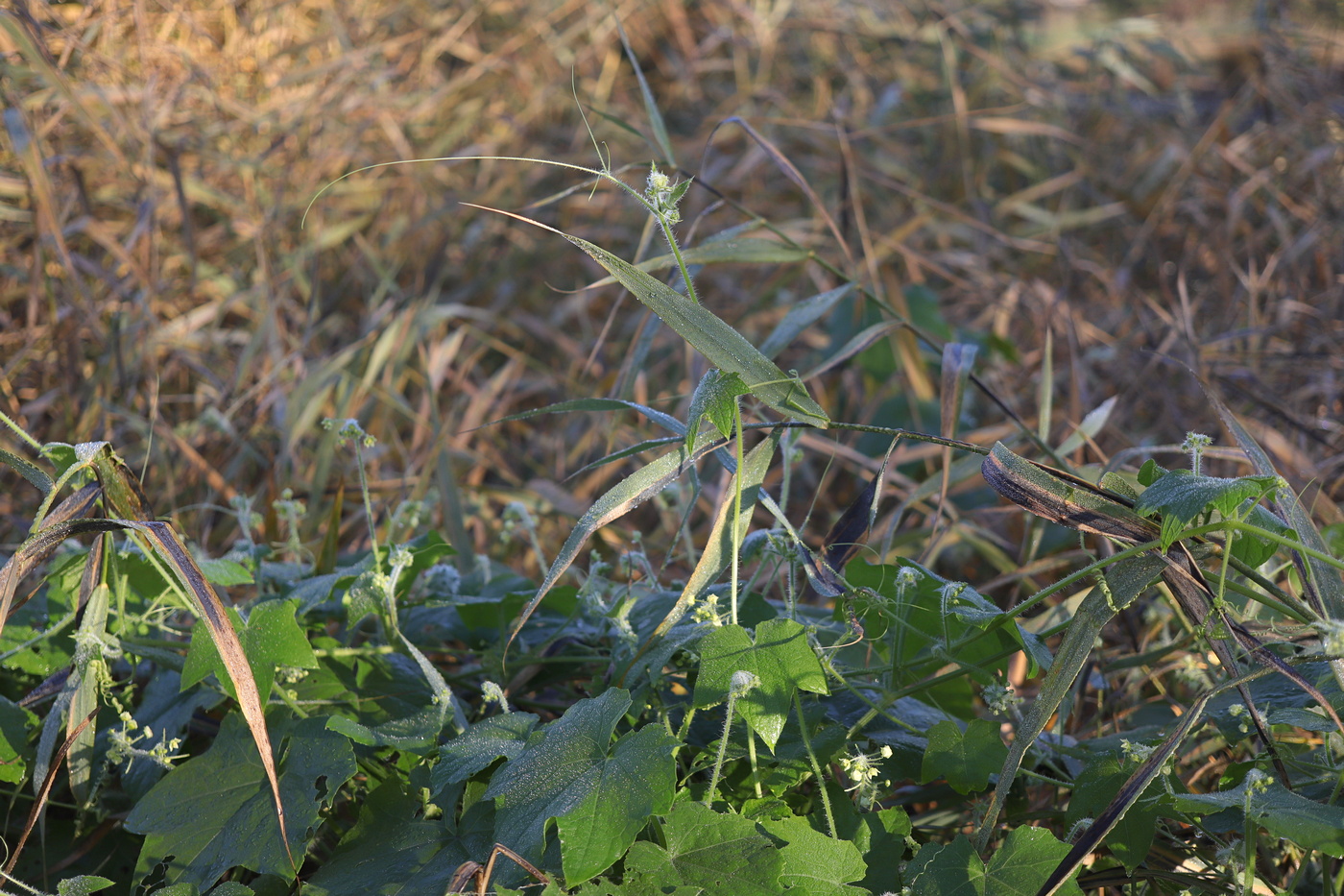 Image of Bryonia dioica specimen.
