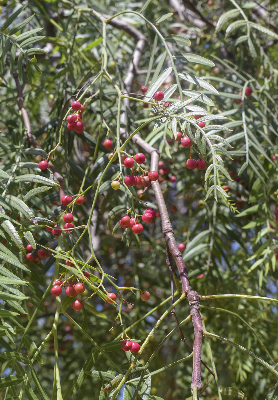 Image of Schinus molle specimen.