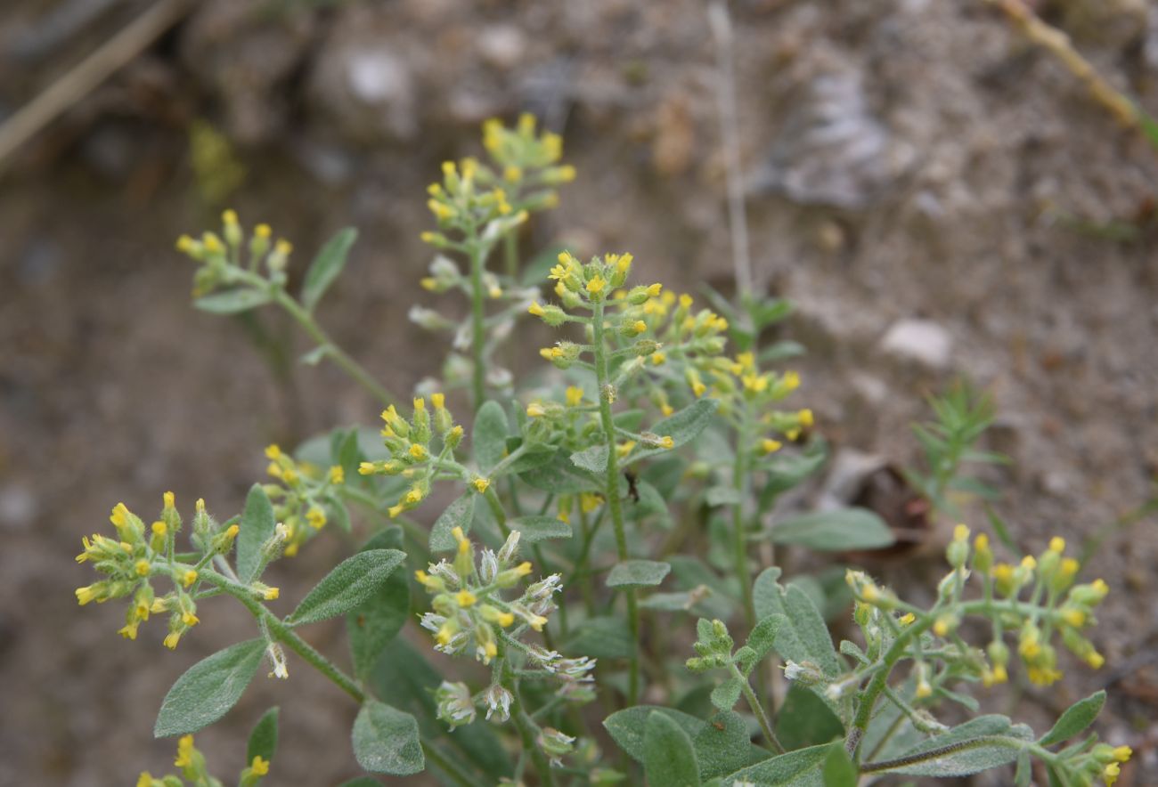 Изображение особи семейство Brassicaceae.