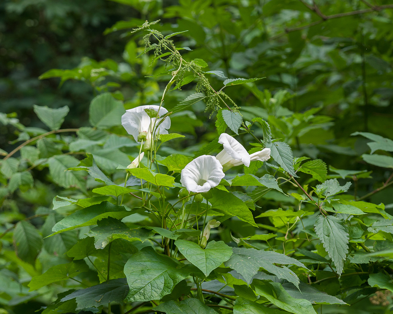 Изображение особи Calystegia sepium.