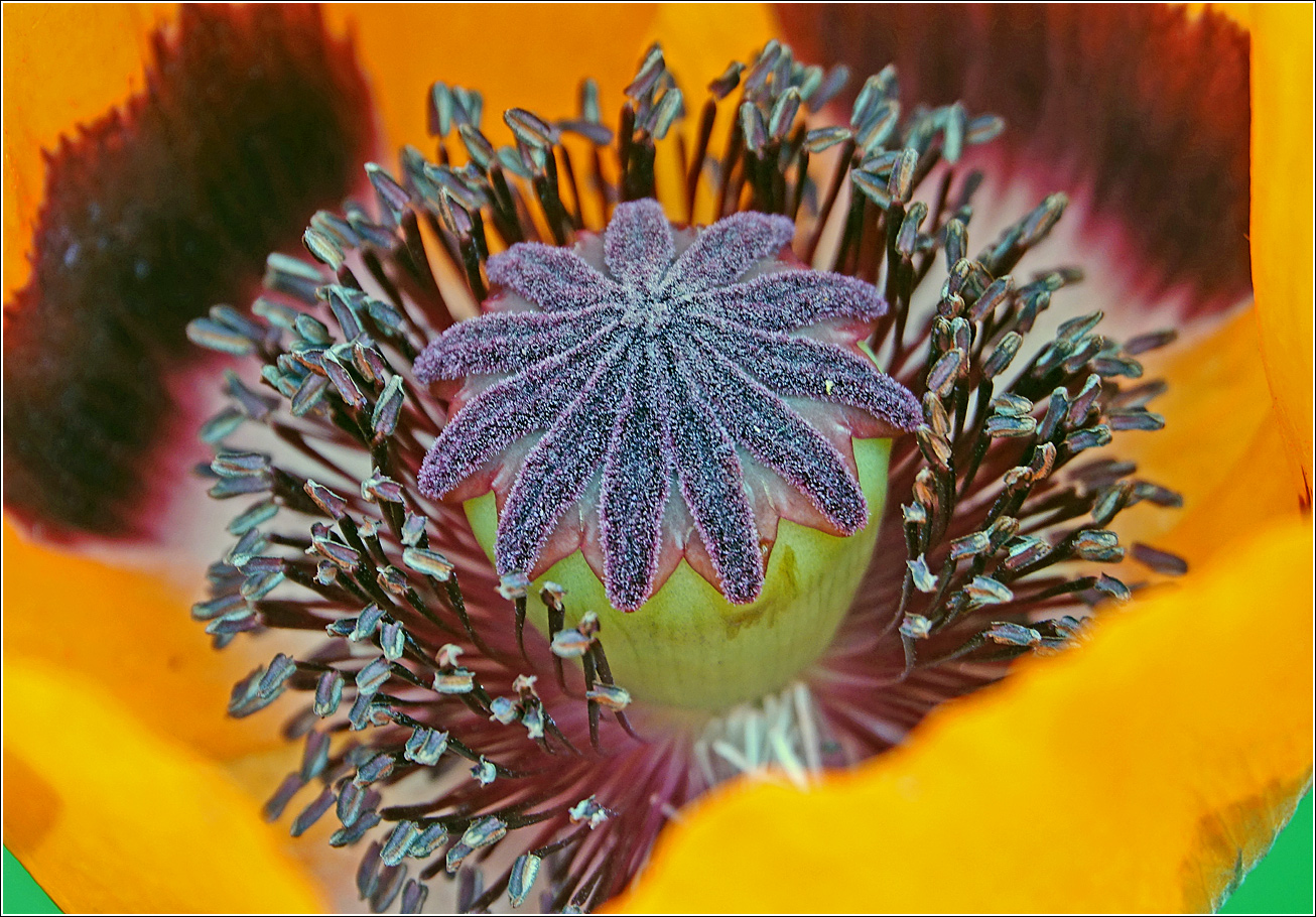 Image of Papaver setiferum specimen.