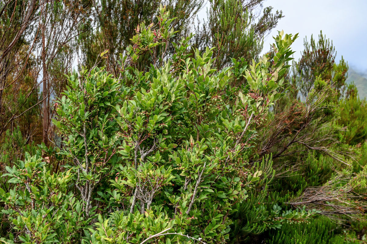 Изображение особи Vaccinium padifolium.