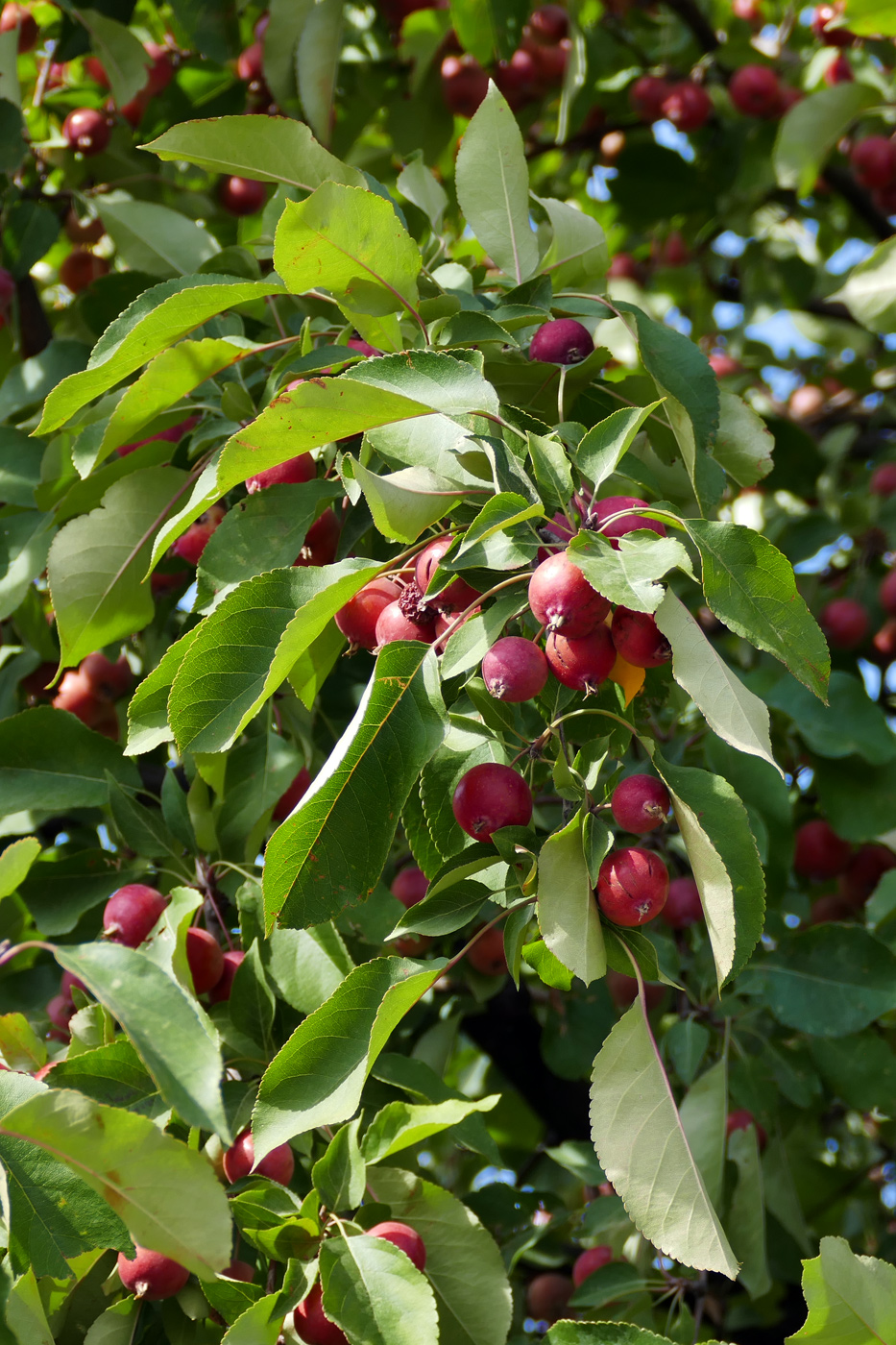 Image of Malus prunifolia specimen.