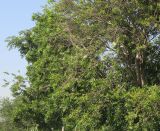 Ekebergia capensis. Часть стволов и кроны. На ветвях гнёзда ткачиков Euplectes orix. ЮАР, пров. Гаутенг, пригород Киблер Парк (Kibler Park), природный запов. \"Клиприверсберг\" (Klipriviersberg Nature Reserve), берег ручья на границе усадебной части. 20.01.2025.