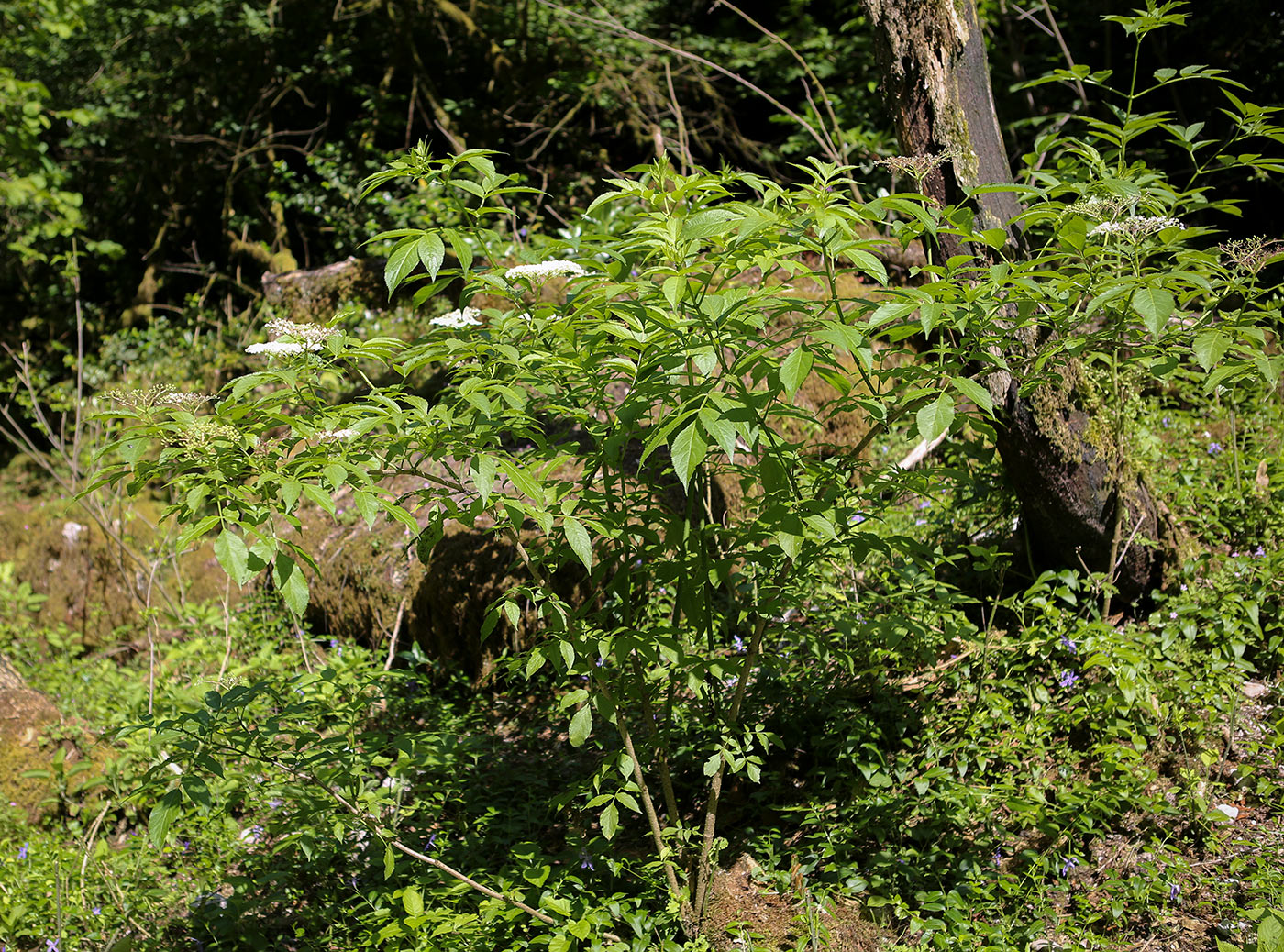 Image of Sambucus nigra specimen.