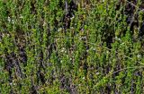 Thymus capitellatus