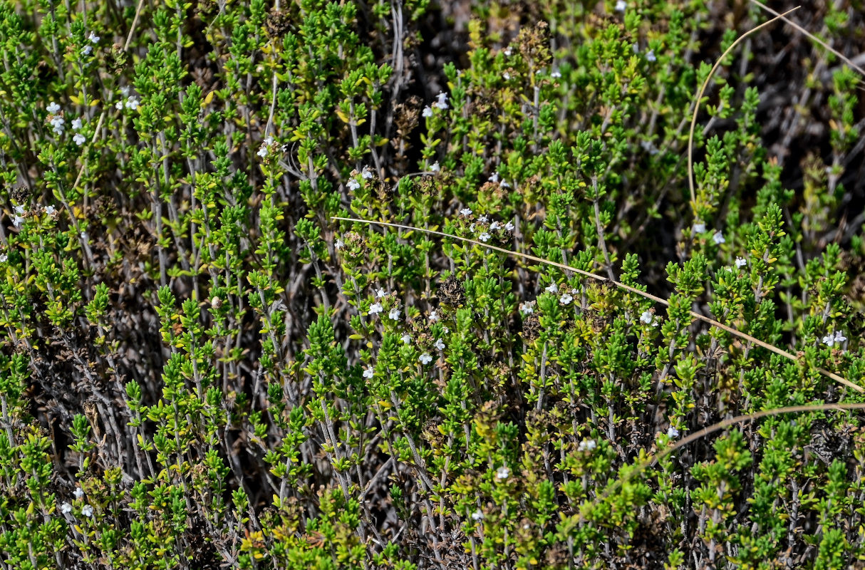 Изображение особи род Thymus.