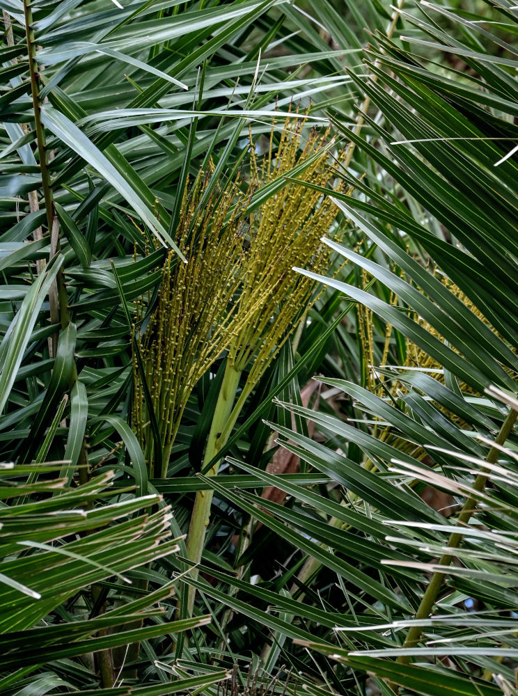 Image of Phoenix pusilla specimen.