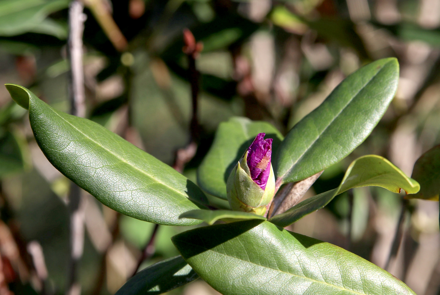 Image of Rhododendron ponticum specimen.