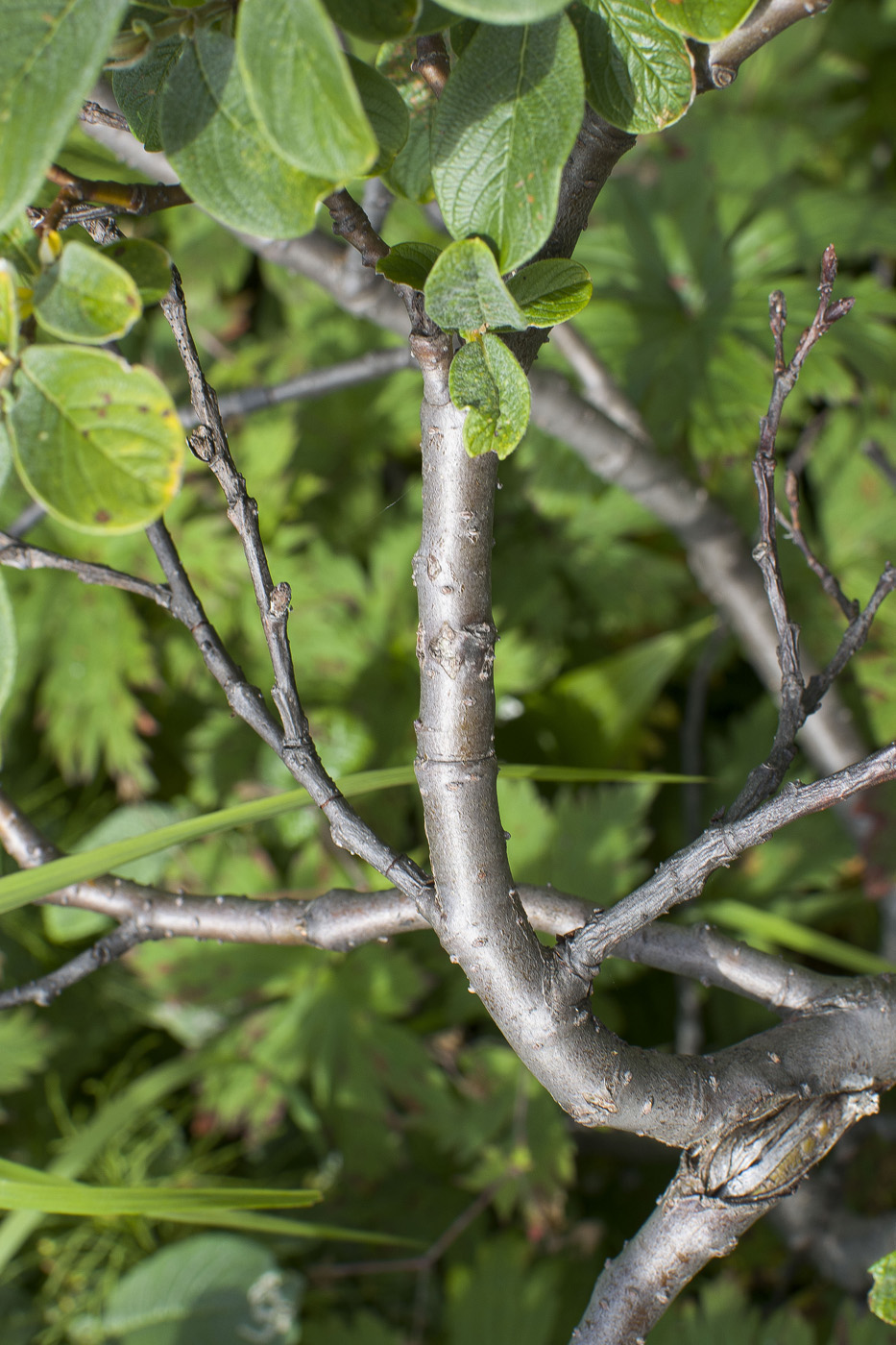 Изображение особи Salix alaxensis.