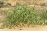 Artemisia tschernieviana