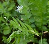 Stellaria graminea. Цветок и завязи. Московская обл., Подольский р-н, с/о Лаговский, дер. Матвеевское, дачный участок. 20.04.2023.