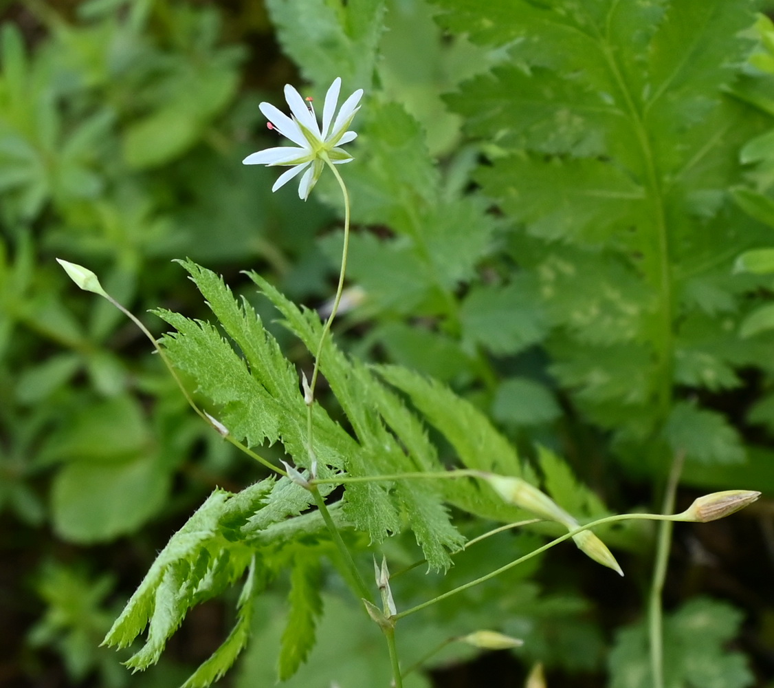 Изображение особи Stellaria graminea.