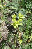 genus Euphorbia. Верхушка плодоносящего растения. Грузия, край Самцхе-Джавахети, окраина с. Тмогви, окр. южного берега оз. Цунда, горная степь, мелкокаменистый грунт. 8 июня 2026 г.