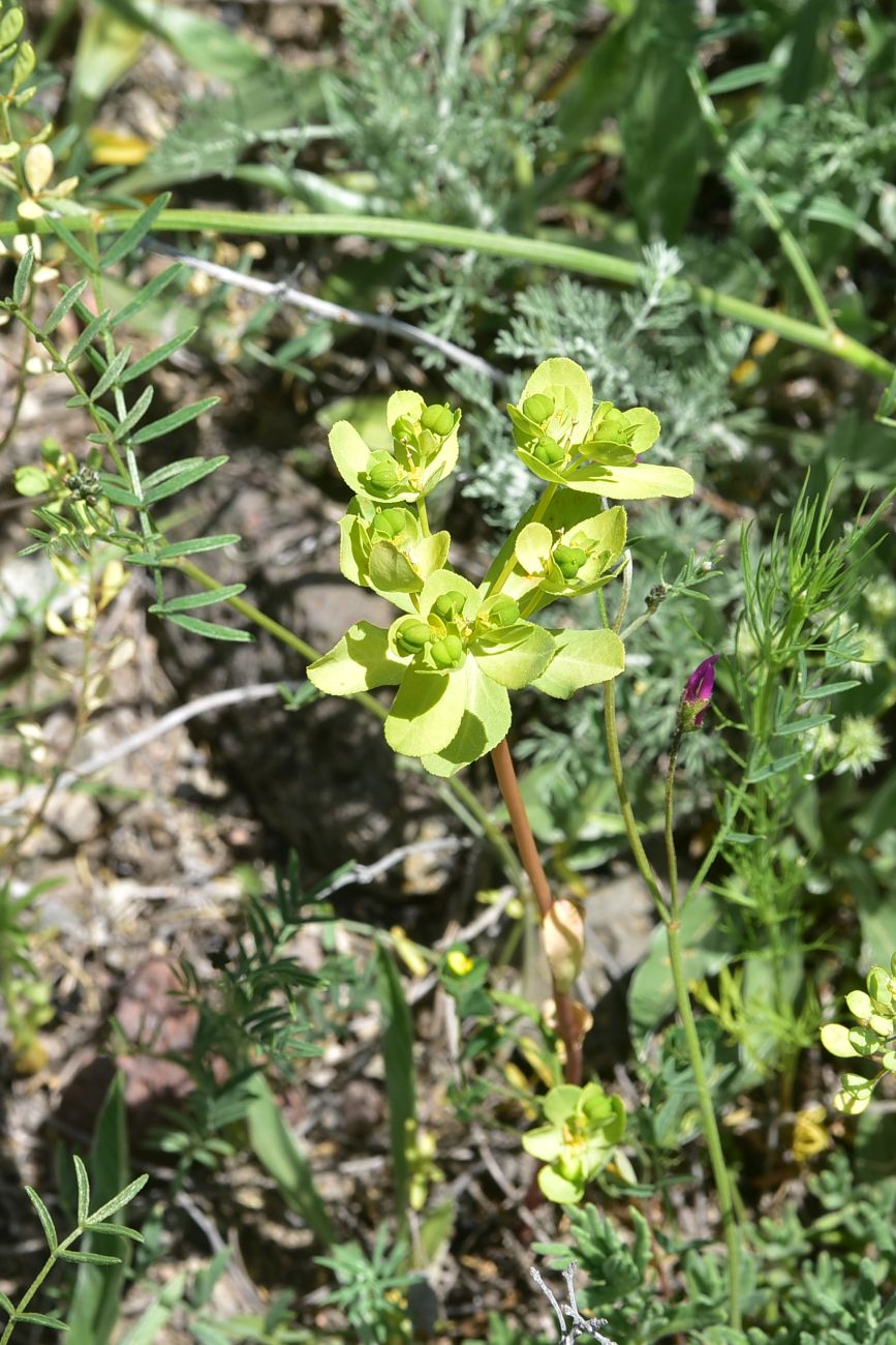 Image of Euphorbia helioscopia specimen.