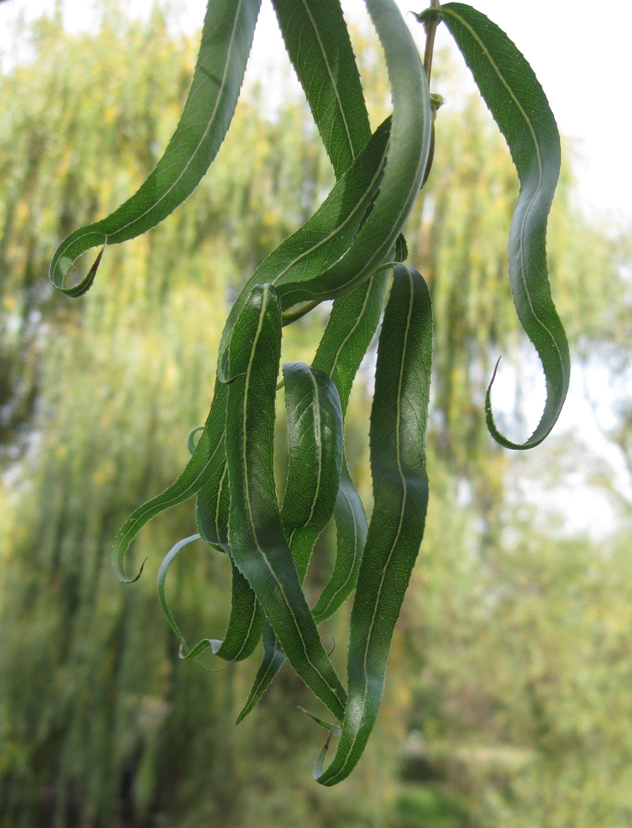 Image of Salix matsudana specimen.