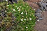 Argyranthemum subspecies succulentum