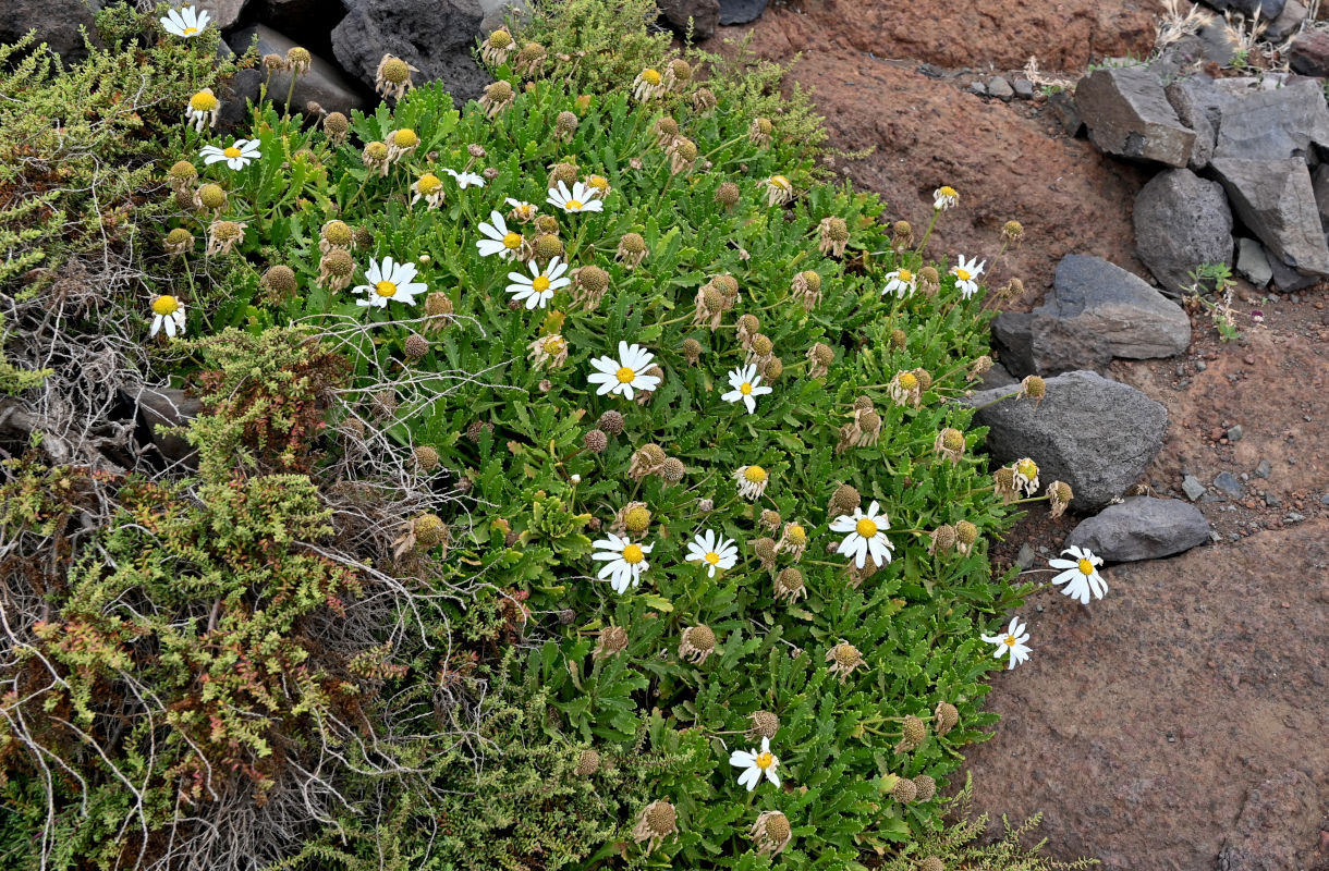 Image of Argyranthemum pinnatifidum ssp. succulentum specimen.