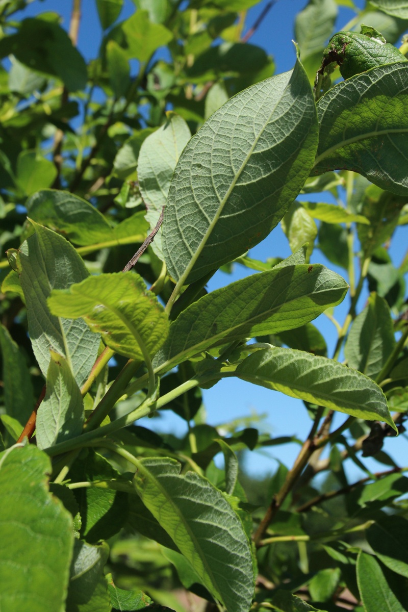 Image of genus Salix specimen.