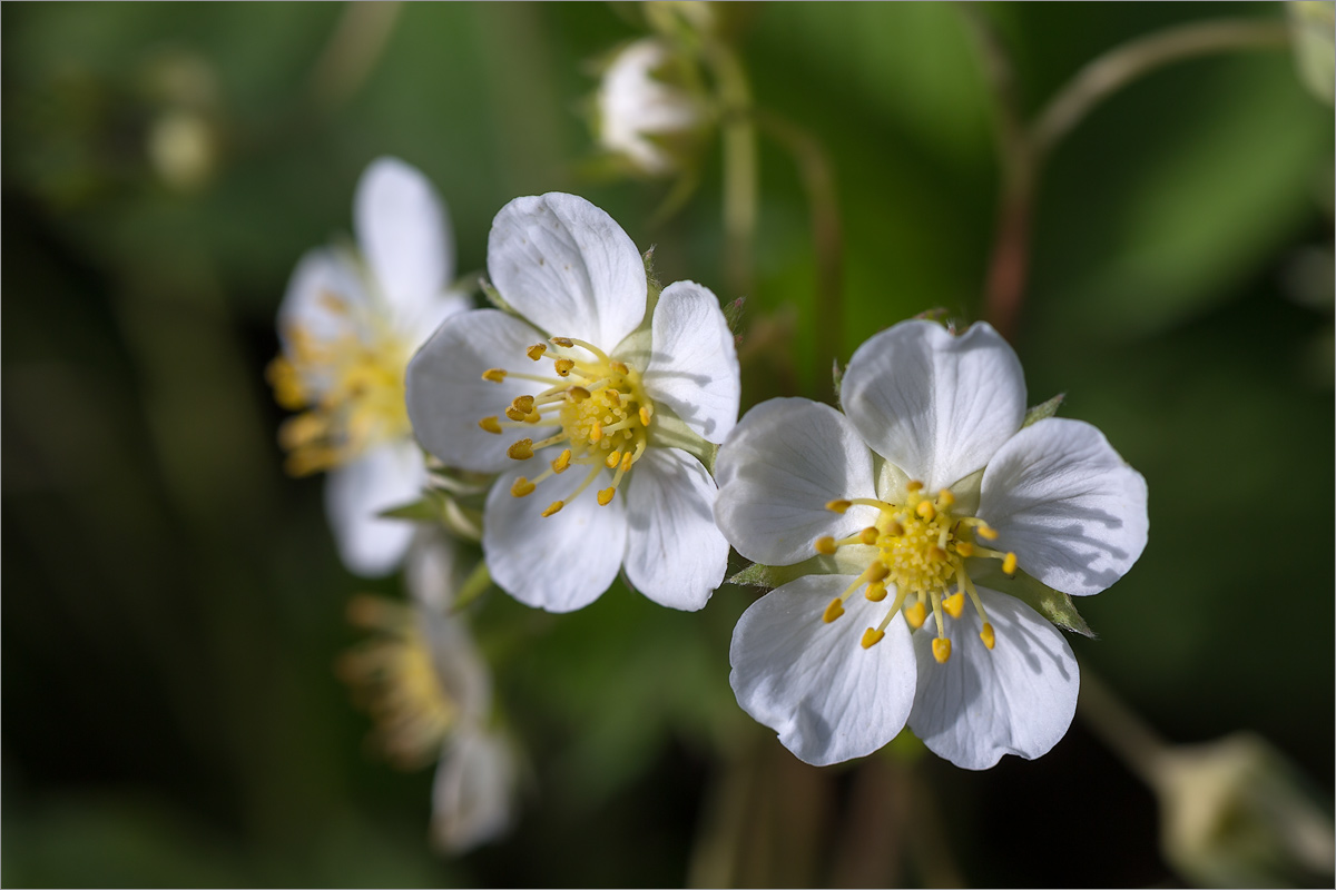 Image of genus Fragaria specimen.