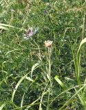 genus Centaurea. Цветущее и плодоносящее растения. Армения, Вайоцдзорская обл., близ с. Мартирос, горный луг. 09.07.2022.