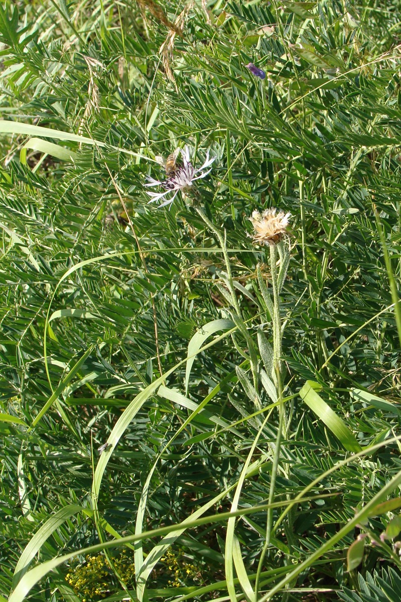 Изображение особи род Centaurea.