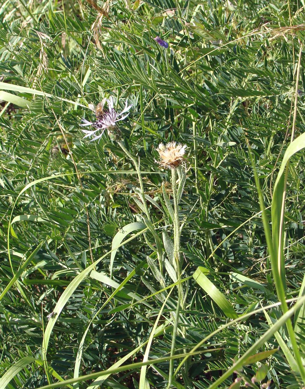 Image of genus Centaurea specimen.