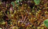 Rhytidium rugosum. Покров вегетирующих растений - доминантов мохового покрова. Полярный Урал, верховья р. Большой Ханмей, верхняя часть склона горы, разнотравно-голубично-дриадовая тундра. 14.08.2026.