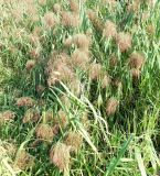 Phragmites australis. Цветущие растения. Московская обл., окр. г Одинцово, на берегу небольшого пруда. Июль 2026 г.