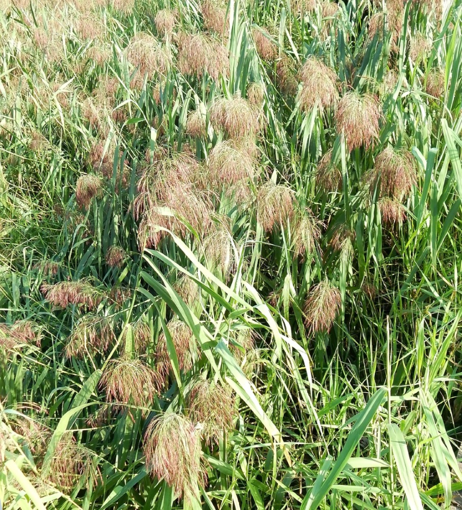 Image of Phragmites australis specimen.