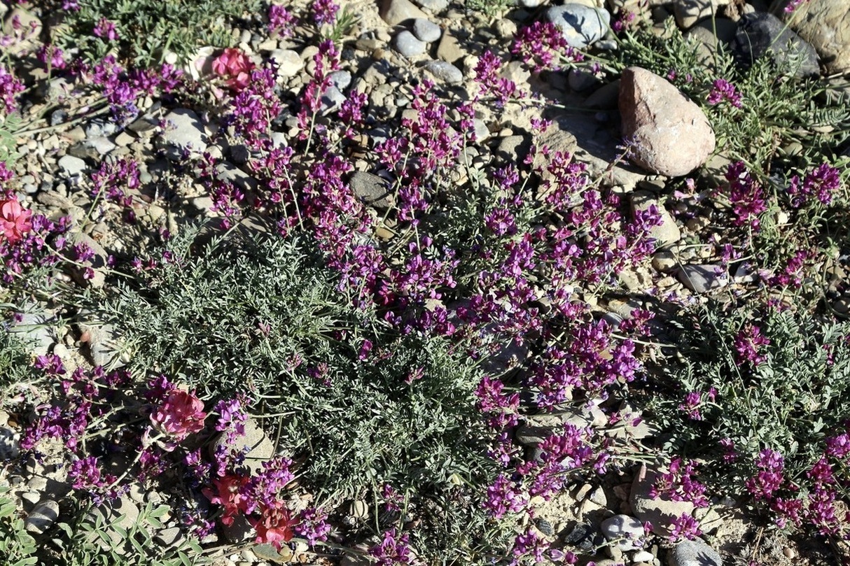Image of Oxytropis integripetala specimen.