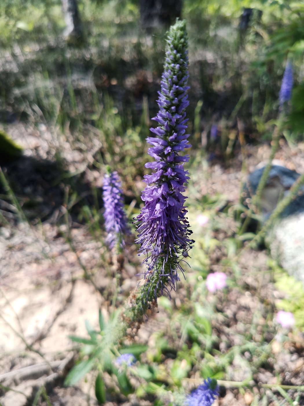 Image of Unknown species specimen.