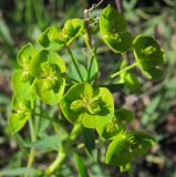 Euphorbia virgata