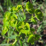 Euphorbia virgata