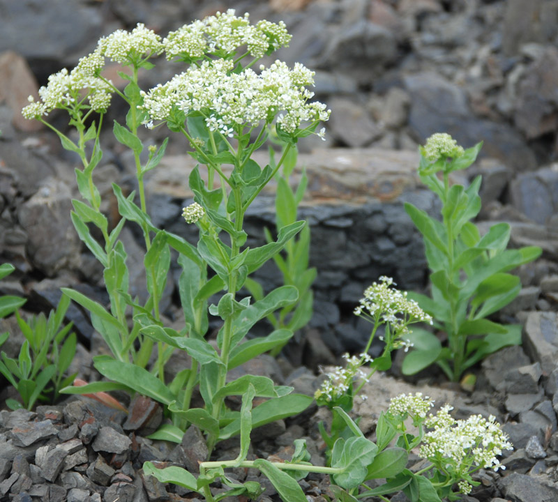 Image of Cardaria draba specimen.