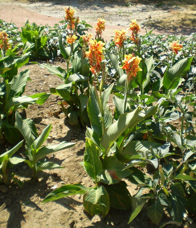 Image of Canna × generalis specimen.
