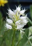 Orchis simia. Соцветие (белоцветковая форма). Южный Берег Крыма, пос. Новый Свет, гора Караул-Оба. 06.05.2011.