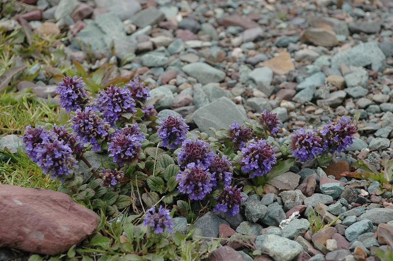 Image of Dracocephalum nutans var. alpinum specimen.