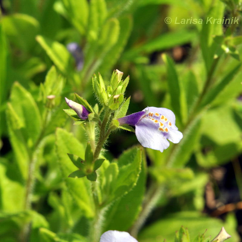 Изображение особи Mazus stachydifolius.