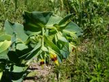 Cerinthe minor